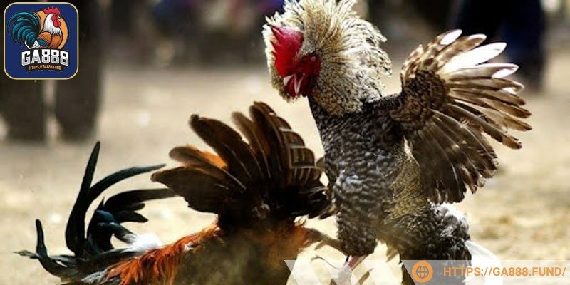 Cá cược diễn ra sôi động với nhiều hình thức