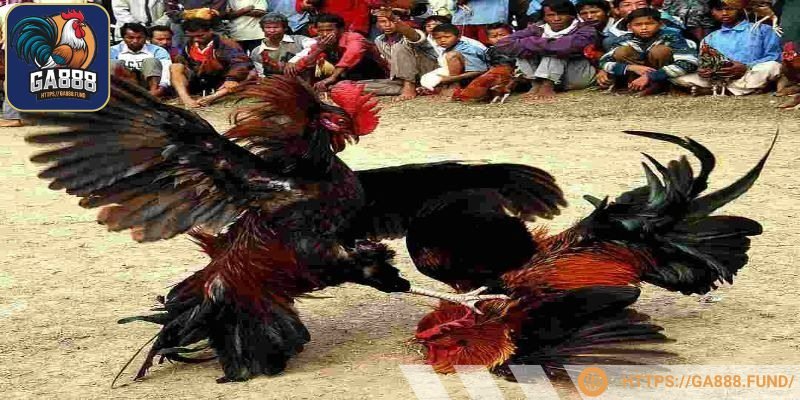 Không có con nào bỏ chạy giám khảo sẽ căn cứ số cú đánh