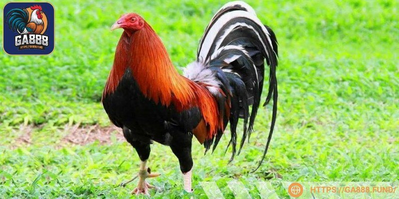 Gà Kelso là loại kê chọi danh tiếng với sự lì lợm
