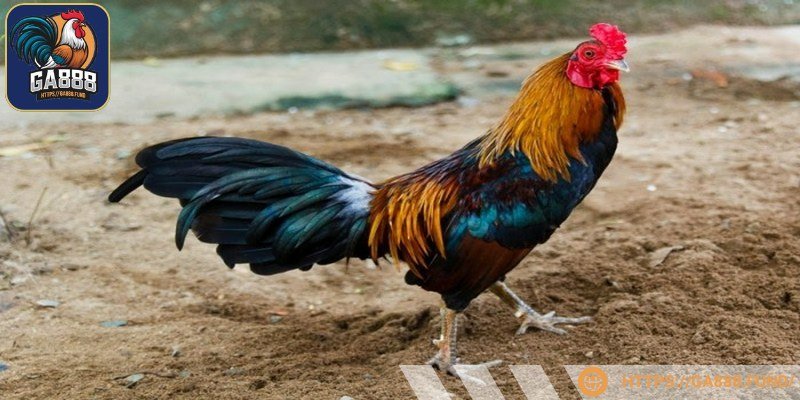 Giống loại này dễ thuần dưỡng
