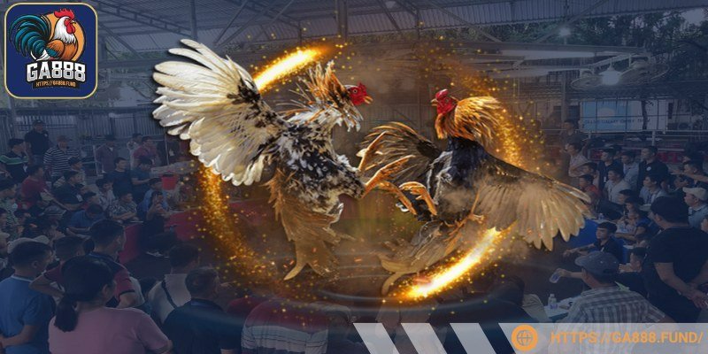 Đá gà C1 tại Savan quay phát HD