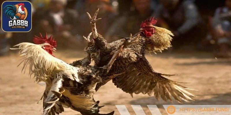 Kiểm tra độ rõ nét khi tham gia