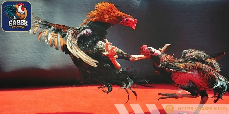 Trực tiếp đá gà Philippines đang trở thành xu hướng giải trí