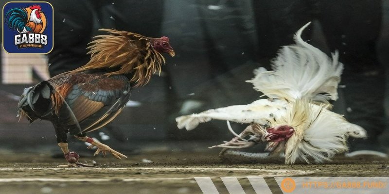 Xem gà đá tiền lớn là hình thức giải trí cho dân chơi